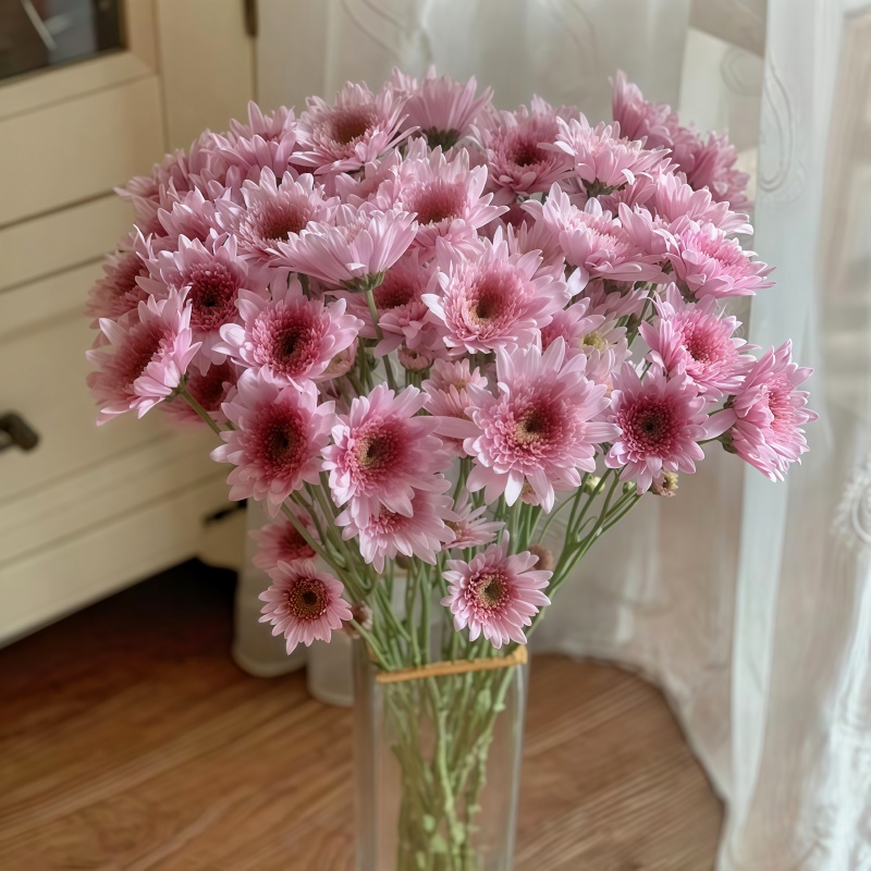 小菊-弥勒粉B