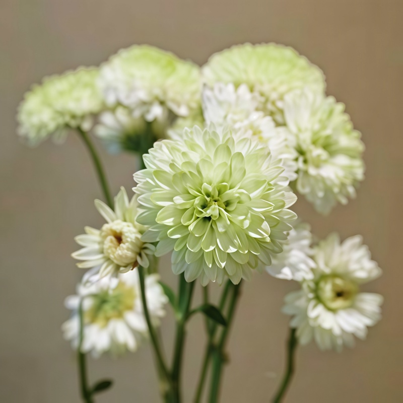 小菊-菲丽B