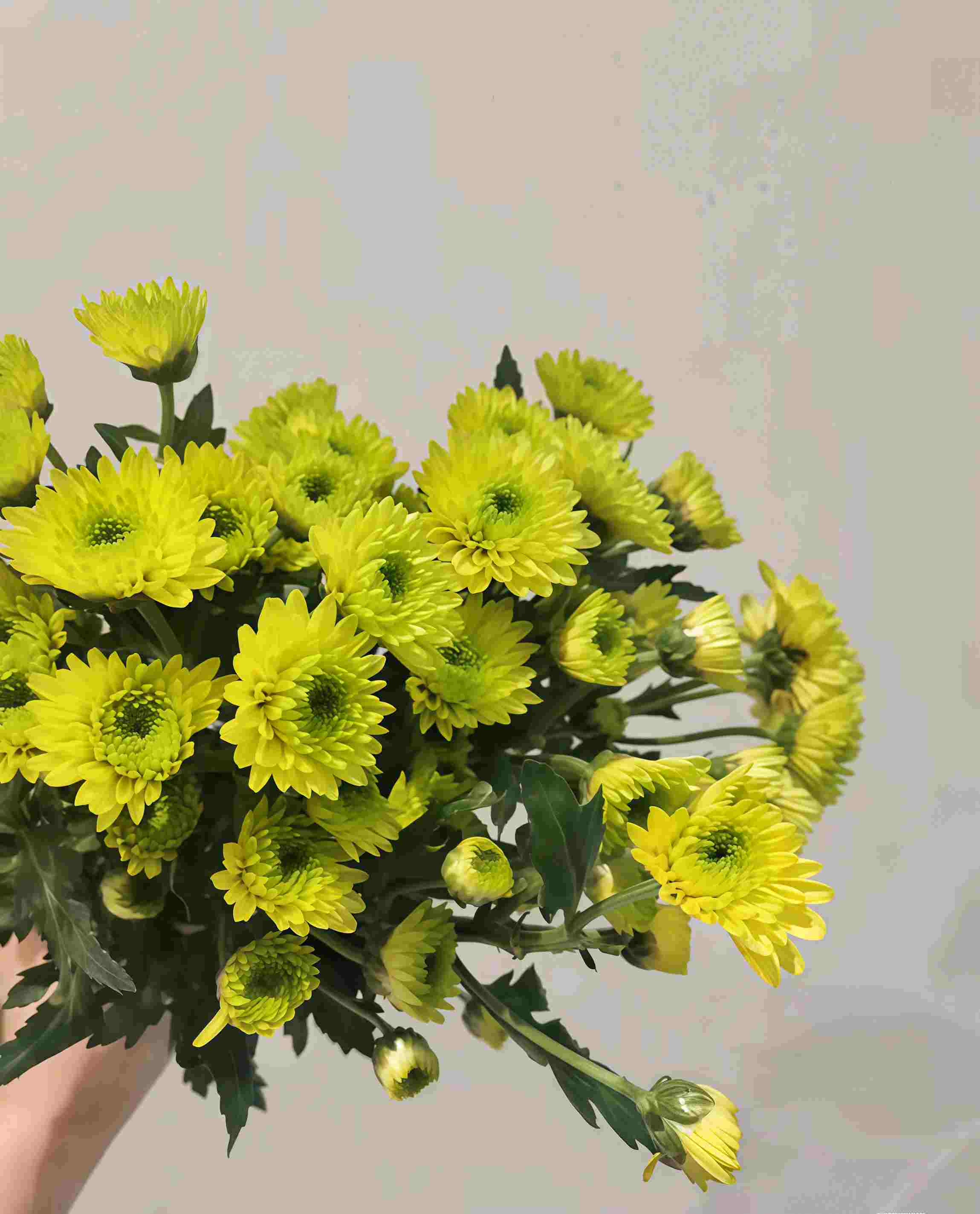 小菊-牙买加C