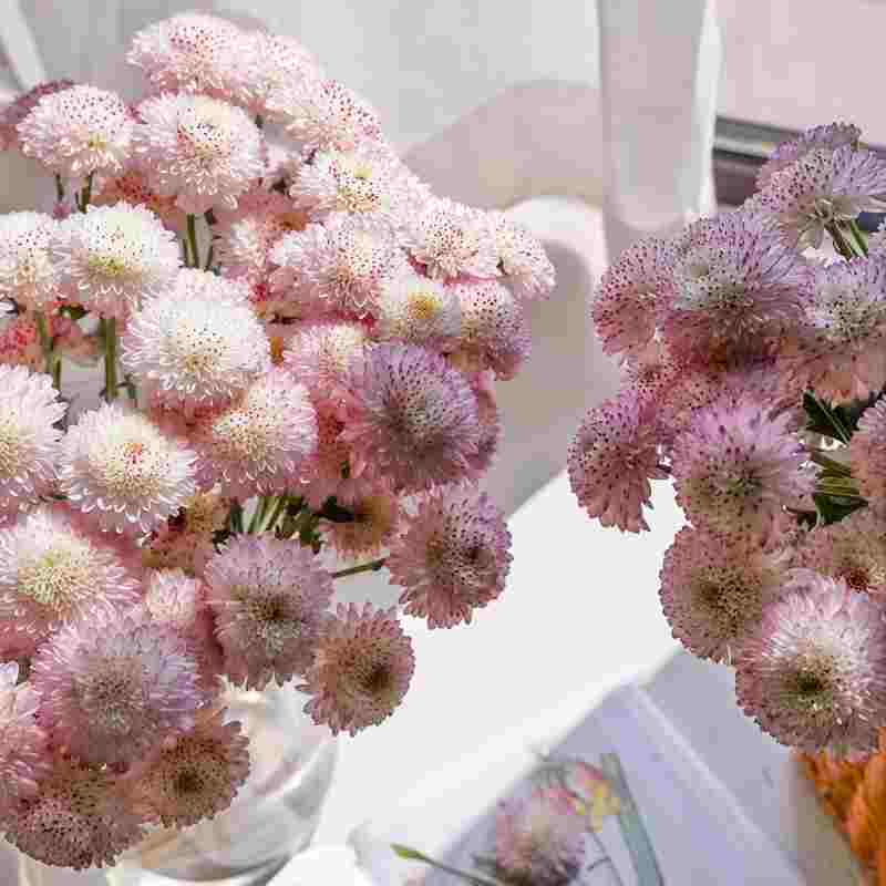 小菊-阿贝C