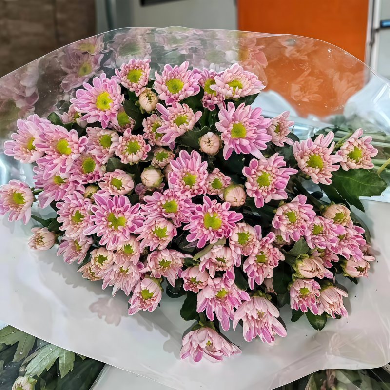 小菊-蒙娜丽莎粉C