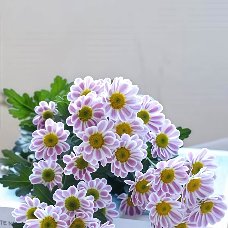 小菊-鲁一尼C