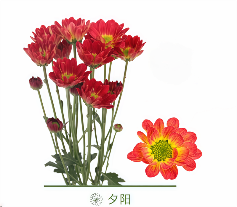 小菊-夕阳C