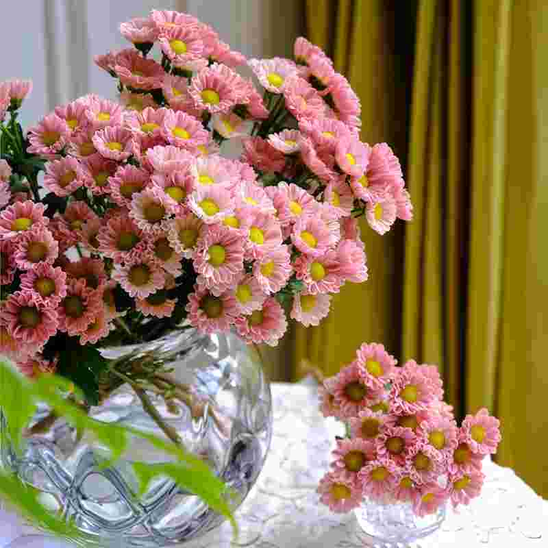 小菊-玲珑C