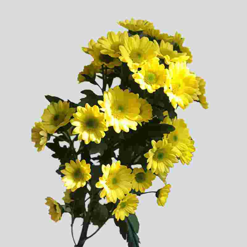 小菊-爱之黄B