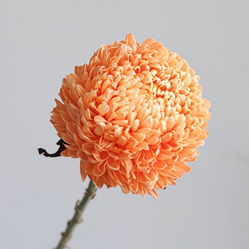 牡丹菊-橙色B