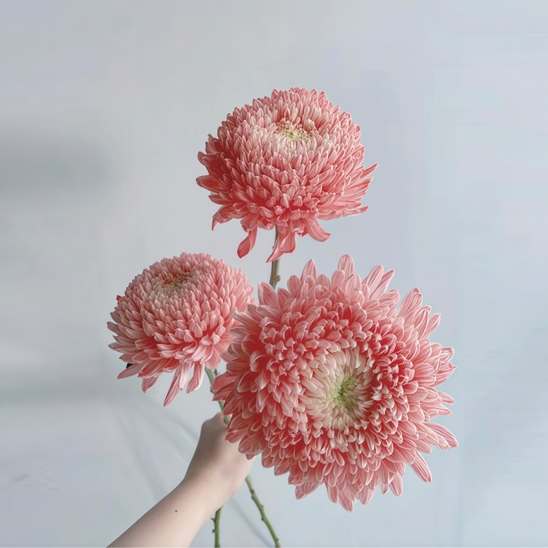 牡丹菊-红色C