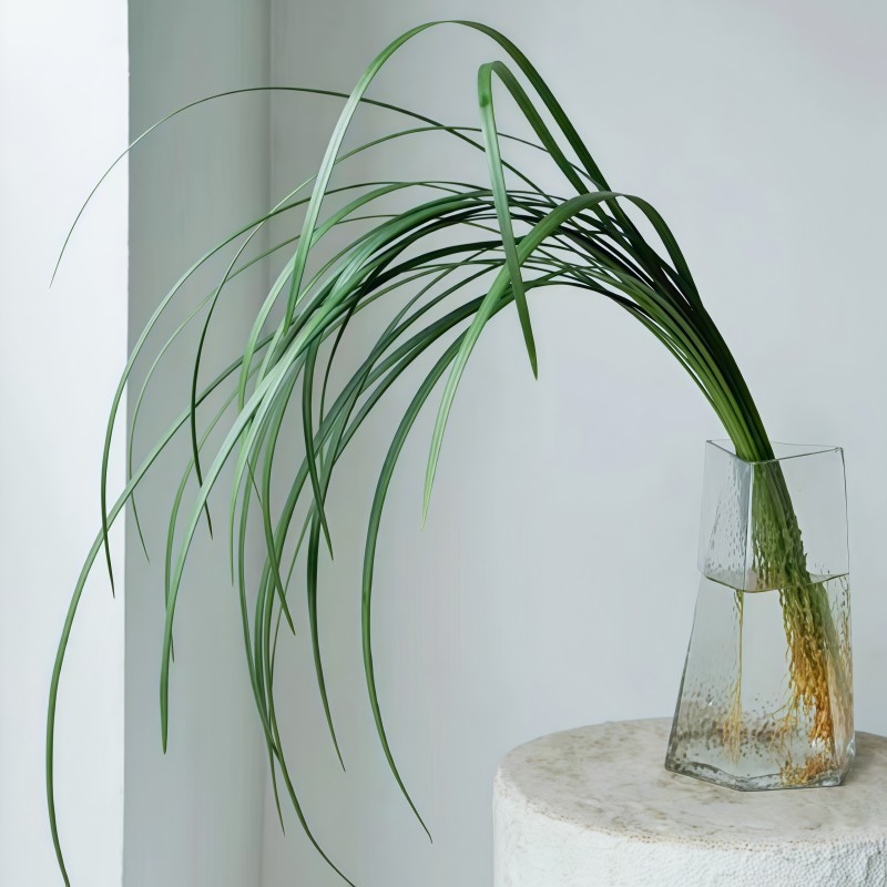 芦荀草A