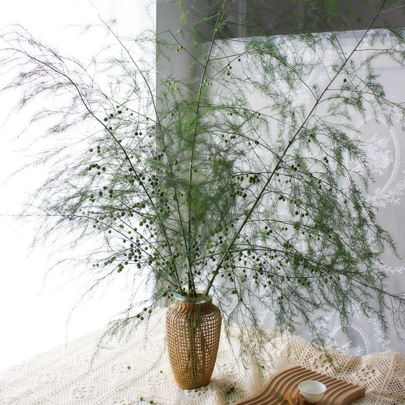 芦荀草B