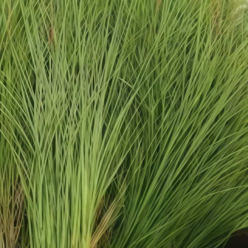 细叶芒A