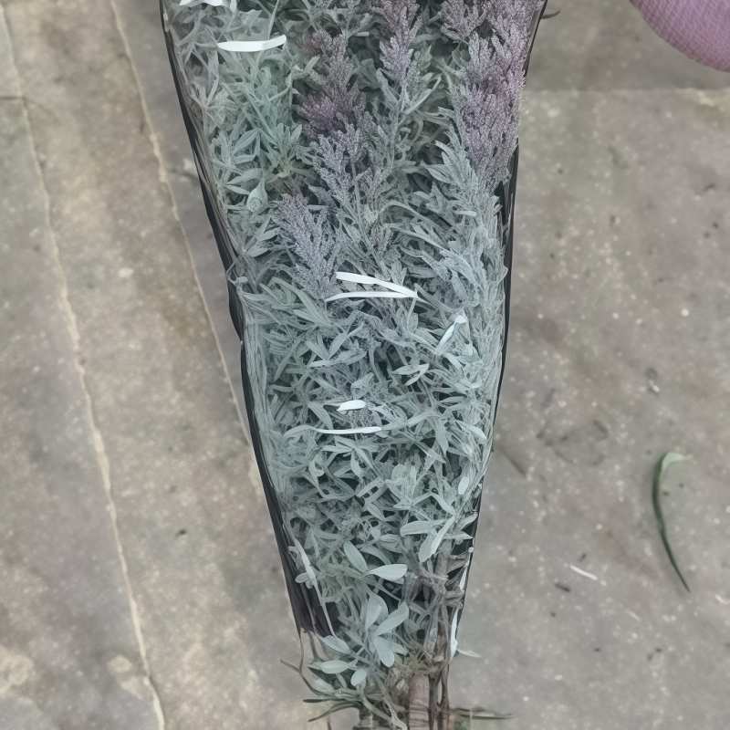 橄榄叶A