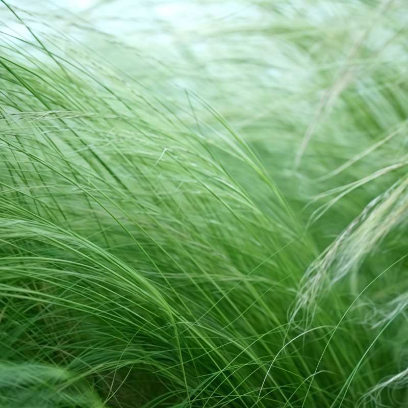 羽毛草B