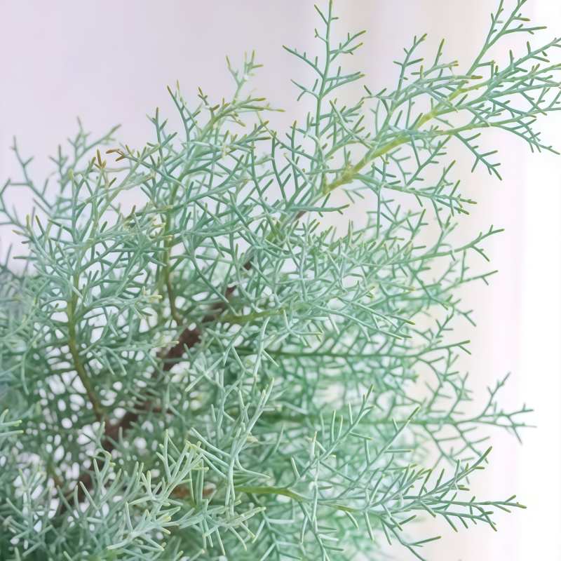 雪花松B