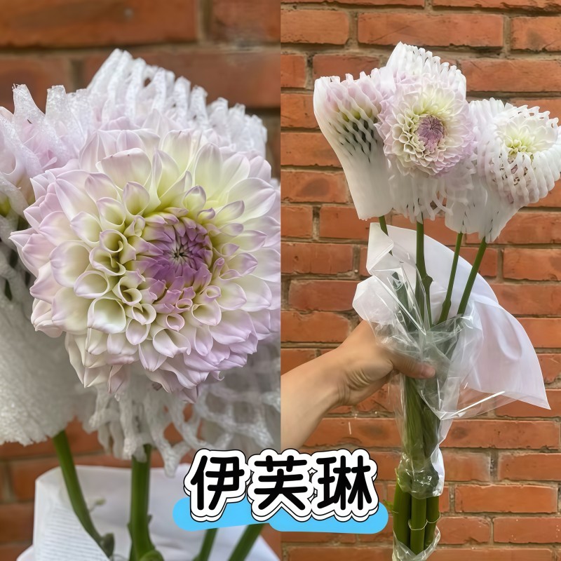 大丽花-伊芙琳B