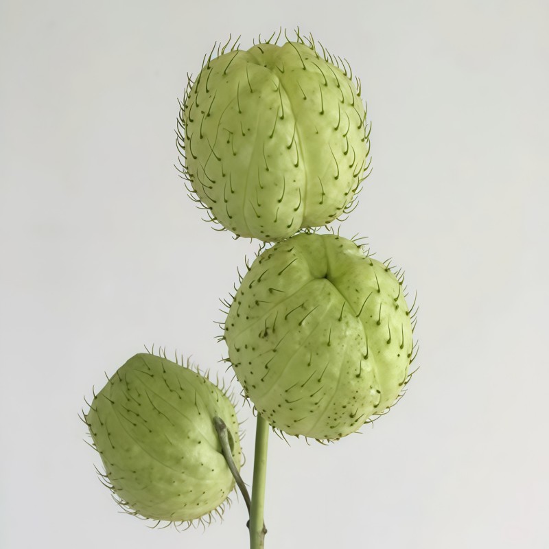 糖棉A