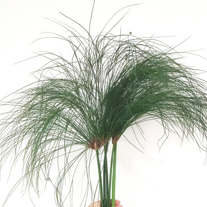 纸莎草C