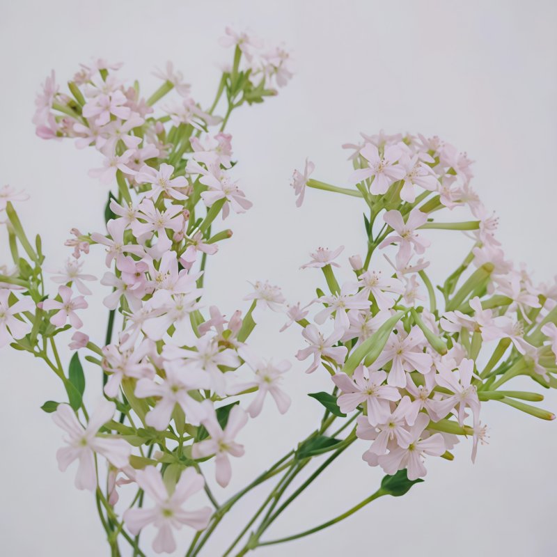 细米花-粉色B