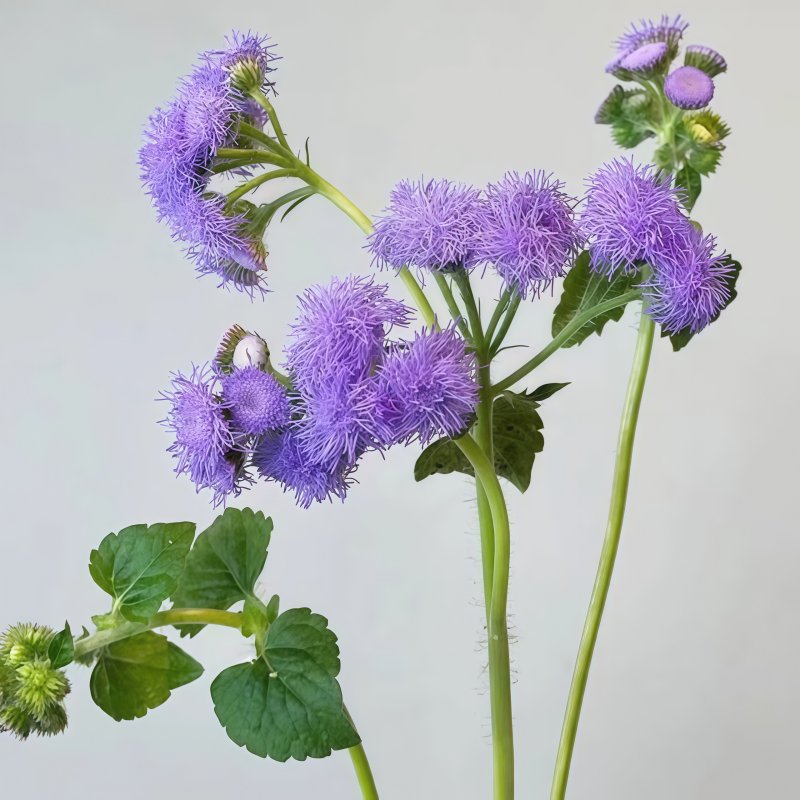 藿香菊-紫色A