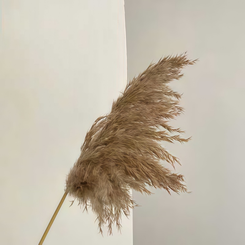 干花小芦柴B