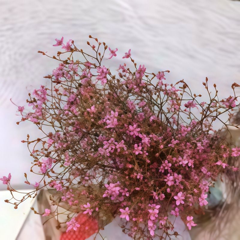 泸兰果C