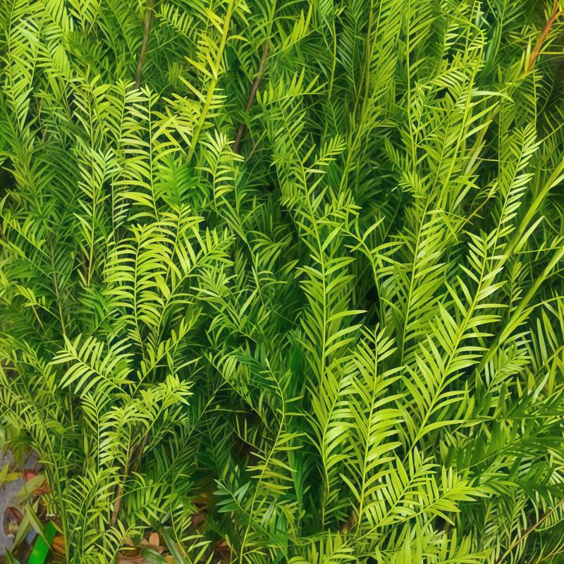 红豆杉B